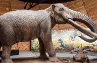 El ADN antiguo revela la gran complejidad de la familia de los mastodontes