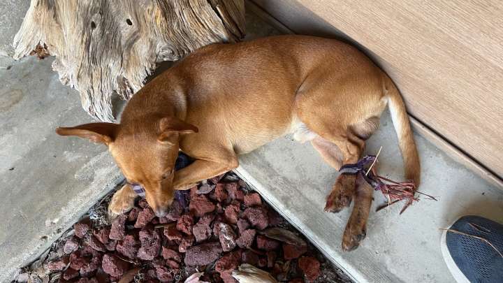 Dog abandoned on side of Hillsborough County road with legs tied together, officials seeking answers