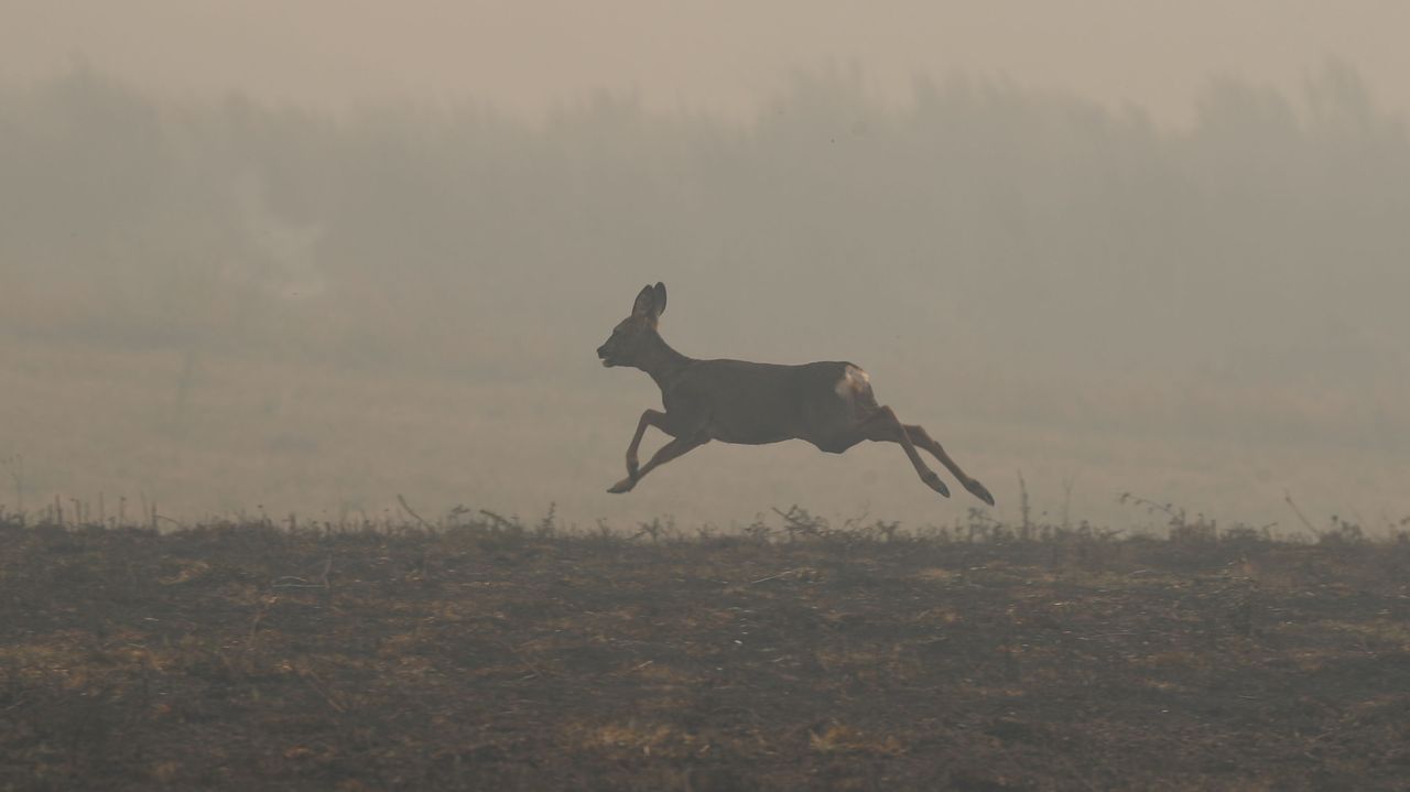 Los accidentes con animales aumentaron un 20 % en Galicia en un agosto marcado por la ola de incendios
