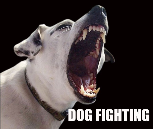 SLED: Over $80K seized in SC dog fighting bust