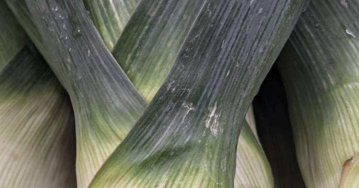 Successive planting increases vegetable production