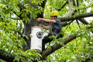 Nest boxes help endangered cockatoos find homes in urban Hong Kong