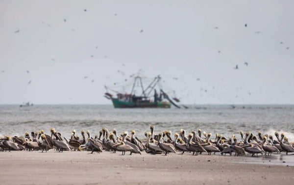 No se produjo una explosión anual de agua fría del Pacífico, lo que alarma a los científicos
