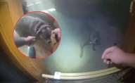 Perro es rescatado en un incendio en casa, pero antes guía a policía a que le ponga su correa en EEUU