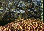 ¿Cuánto sabes de Asturias?