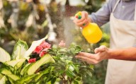 Plantas sanas y sin químicos: el truco casero con jabón neutro para eliminar plagas en primavera
