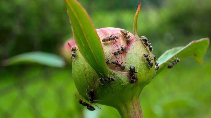 Are Ants As Beneficial To Peonies As Some Say? Not Really
