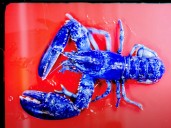 La historia de las dos langostas azules salvajes que la ciencia estudia: a qué se debe su extraña mutación