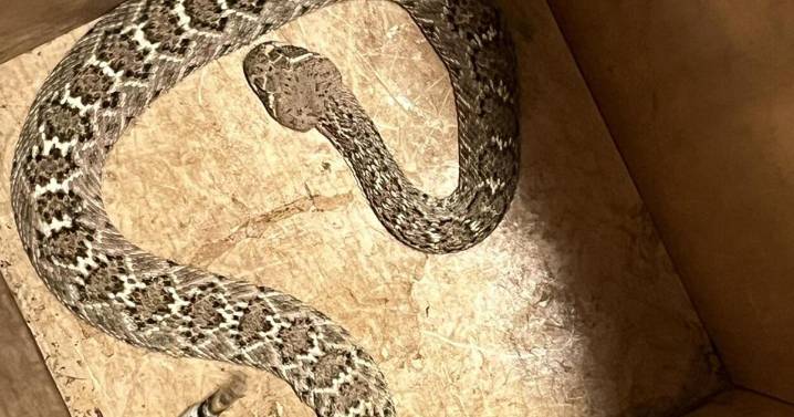 Green Valley 50-year-old recovering after bitten twice by rattlesnake