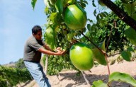 Nueva Ley Agraria busca modernizar el campo y dar seguridad jurídica a los pequeños productores