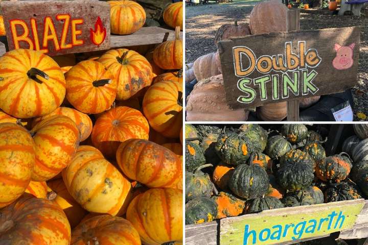35 Pumpkin Colors You Need to Try Instead of Boring Orange