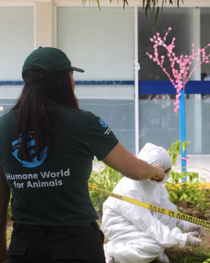 Capacitan en Aguascalientes a instituciones para combatir maltrato animal