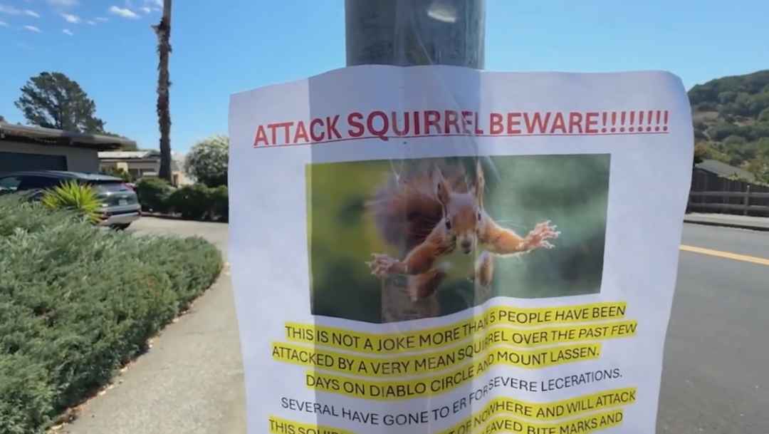 Two hospitalized in squirrel attacks