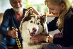 Top pet products for seniors with mobility issues