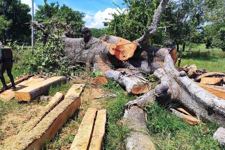 Deforestación y minería ilegal en la Amazonía: tema clave en Cumbre Internacional de Sostenibilidad