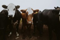 Estos son los municipios que dominan la producción ganadera en SLP (p.1)