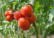 ND Farmers Reporting Tomato Growth Delays