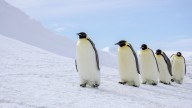 Close relatives of emperor penguins lived in NZ some 3 million years ago. What caused their extinction?