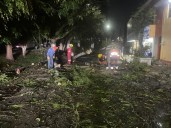 Atiende Gobierno de la Ciudad caída de árbol en Lomas del Mármol; descarta lesionados