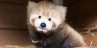 Cleveland Metroparks Zoo welcomes baby red panda