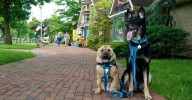 Pennsylvania Fall Festivals Where Dogs Are Welcome