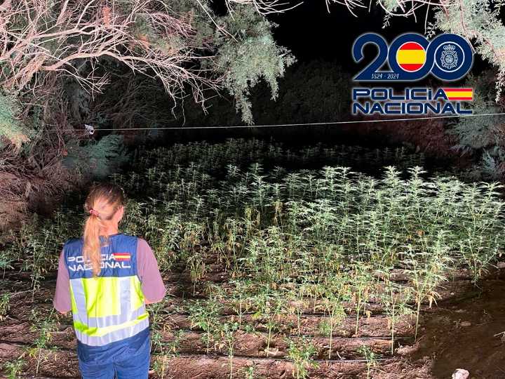 La Policía desmantela «un bosque de marihuana» en un paraje de difícil acceso de Almerimar