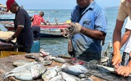 En Santa Fe vendedores de pescado piden que les acondicionen un sitio para trabajar