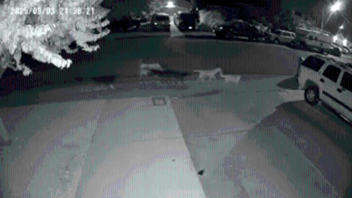 Capturan a perros que mataban a gatos en California