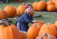 Orlando fall festivals and corn mazes: Celebrate the season