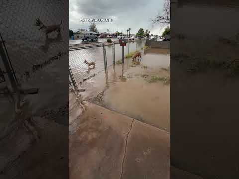 Weather videos on Friday monsoon’s storms