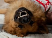 Dog Wants Golden Retriever Guest To Leave, Hysterics Over What Happens Next