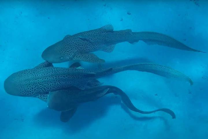 Leopard Shark 'Threesome' Documented in Video By Researcher