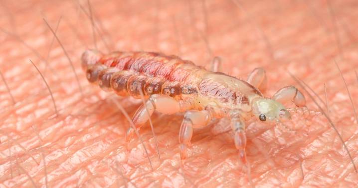 Alert as blood-sucking bugs to be rife this month