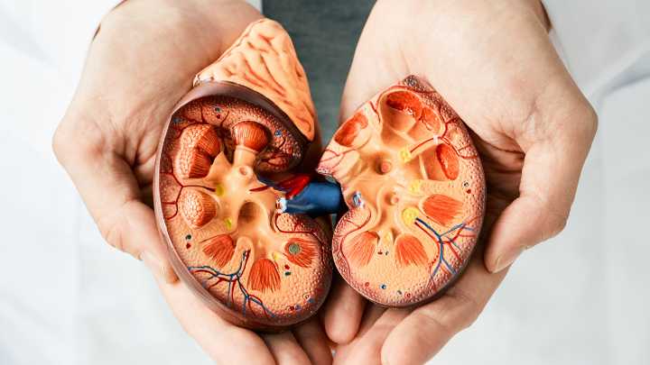 Kidney Damage Symptoms: 7 early symptoms of kidney damage and the beginning of nephrosis