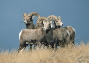 Here are the 2025 North Dakota bighorn sheep license recipients