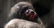 LA Zoo celebrates arrival of two baby girls to chimpanzee troop