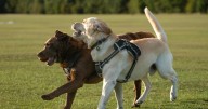 Recelo entre los veterinarios clínicos de Baleares por los ensayos para alargar la vida a perros