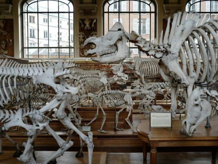 Gold worth 600,000 euros stolen in Paris museum heist