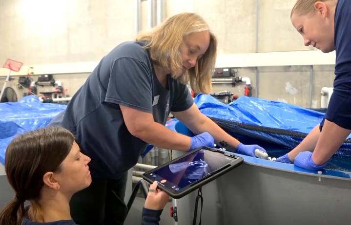 Tacoma’s Point Defiance Zoo releases zebra shark eggs into the wild