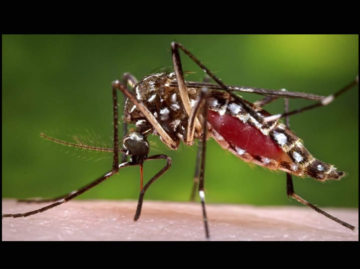 Lluvias recientes dispararán casos de dengue en Sonora: especialista en epidemiología de la UNISON