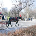 Where do NYC mayoral candidates stand on banning horse