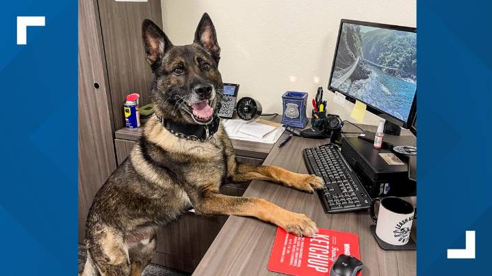 Retired Texas K9 needs healing and your letters of support