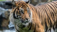 Tiger handler fatally mauled at Oklahoma preserve