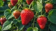 The Best Way To Water Strawberry Plants That Helps Prevent Disease