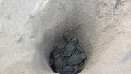 España se convierte en lugar de nacimiento de tortugas: "En unos años será muy común"