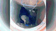 Mystery animal rescued after days in Southern California storm drain
