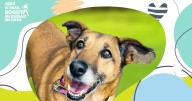 Perros y gatos esperan tu hogar: jornada de adopción en la Plaza Rosa del Theatron