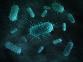 Caffeine can Weaken the Effectiveness of Some Antibiotics