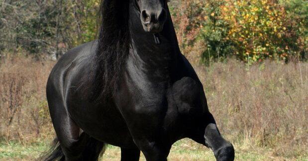 Meet the Friesian: Presence and Power in Jet Black