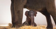 Fort Worth Zoo announces birth of female elephant calf, launches poll to pick a name